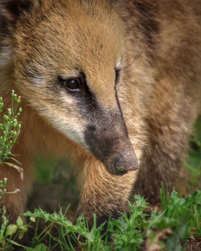 Südamerikanischer Nasenbär