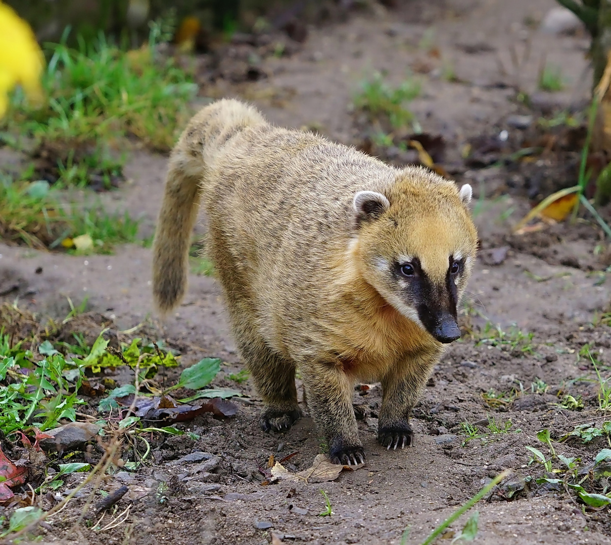 Südamerikanischer Nasenbär