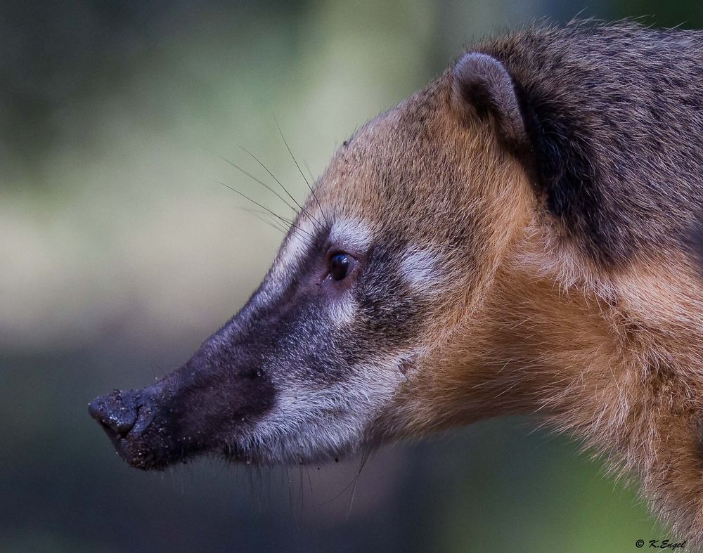 Südamerikanischer Nasenbär