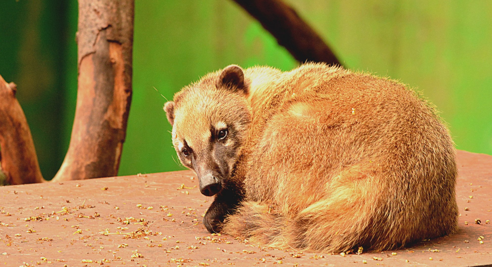 Südamerikanischer Nasenbär