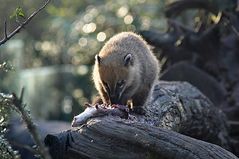 Südamerikanischer Nasenbär