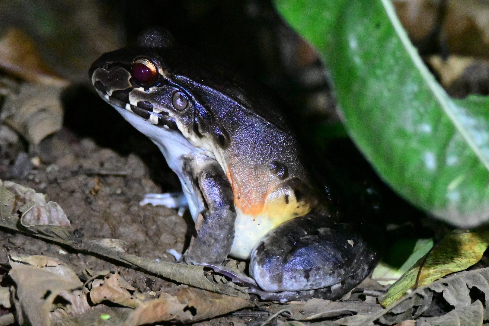 Südamerikanischer Ochsenfrosch Foto & Bild tiere, wildlife, amphibien