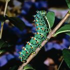 Südamerikanischer Pfauenspinner, Eupackardia calleta,erwachsene Raupe