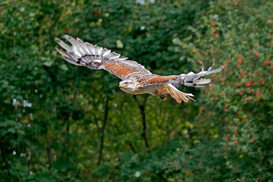 SÜDAMERIKANISCHER ROTRÜCKENBUSSARD