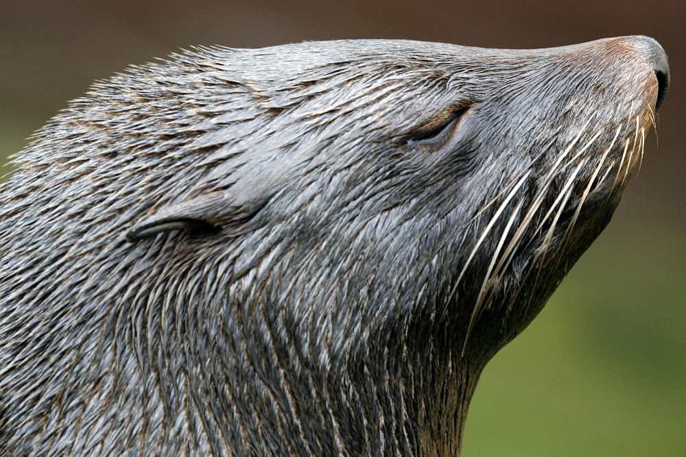 Südamerikanischer Seebär