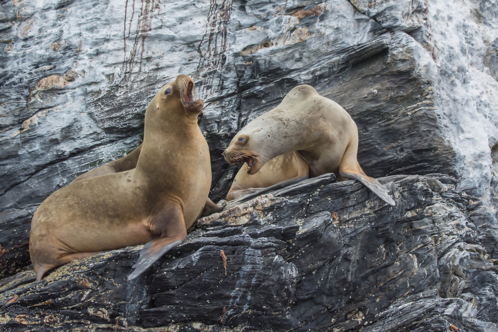 Südamerikanischer Seelöwe (Otaria flavescens) in Reserva Nacional de Pingüinos de Humboldt, Chile