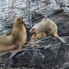 Südamerikanischer Seelöwe (Otaria flavescens) in Reserva Nacional de Pingüinos de Humboldt, Chile