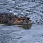 Südamerikanischer Sumpfbiber oder auch Nutria (Myocastor coypus)