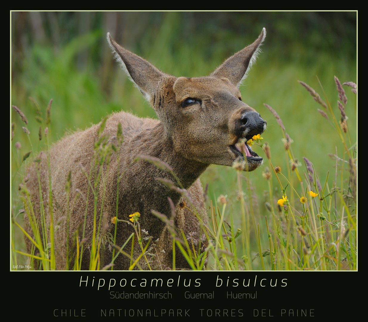 Südandenhirsch - Hippocamelus bisulcus (0647)