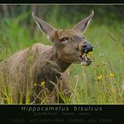 Südandenhirsch - Hippocamelus bisulcus (0647)