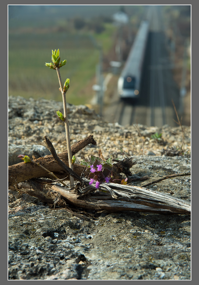 südbahnfrühling III