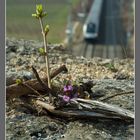 südbahnfrühling III