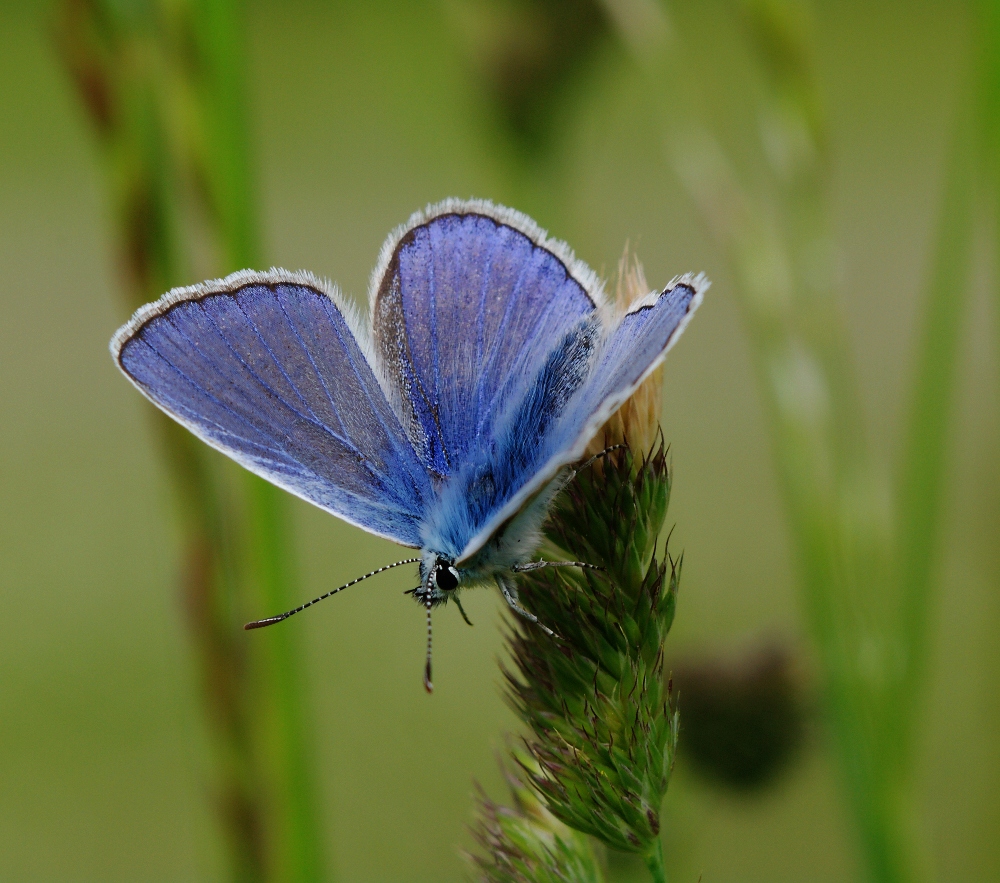 Süddeutsch Blau