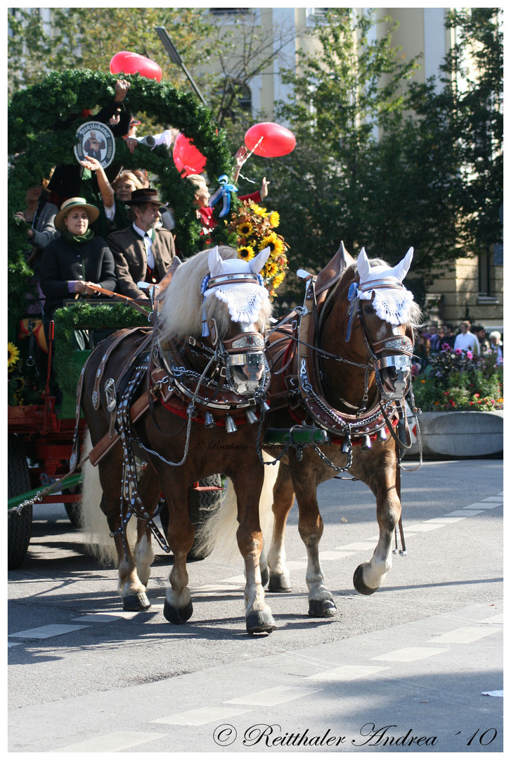 Süddeutsche Kaltbluthengste Oktoberfest 2010