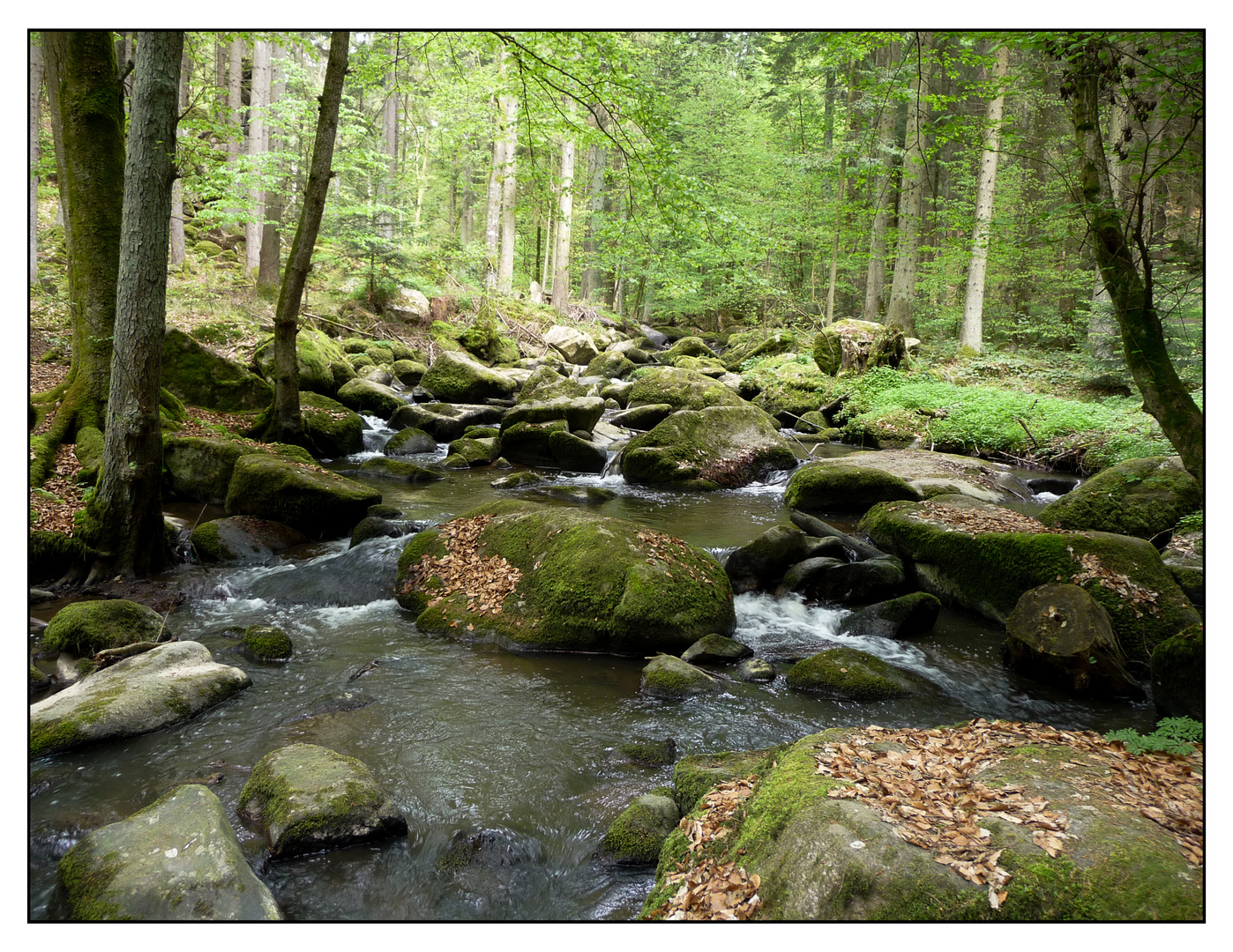 Süddeutscher Urwald