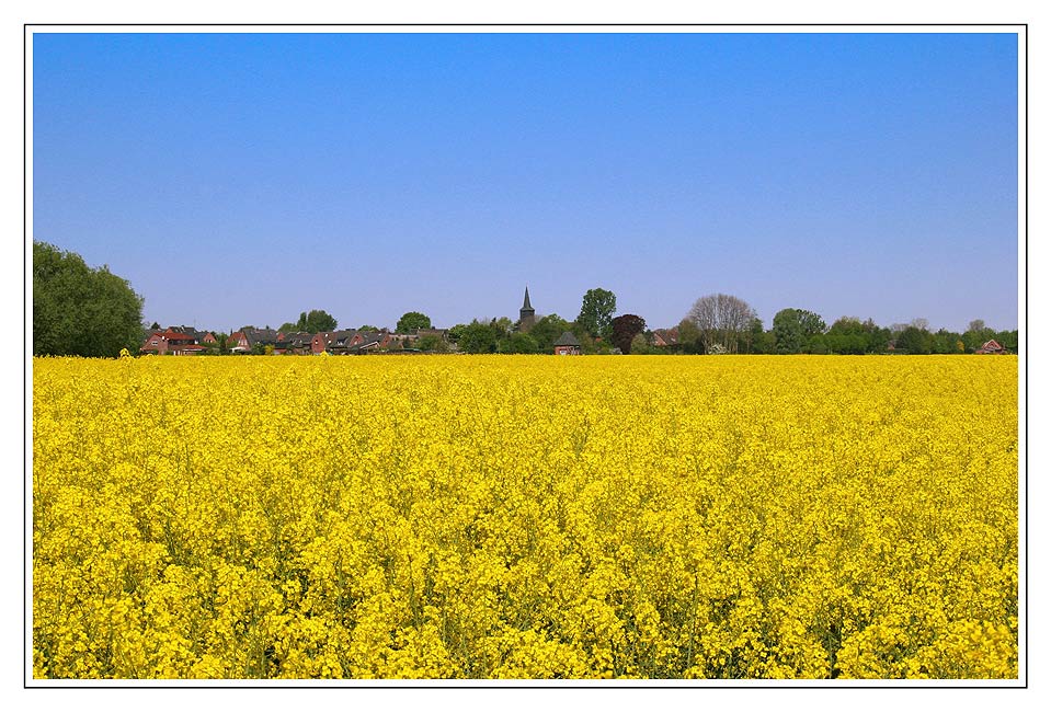 Süderauer Rapsblüte