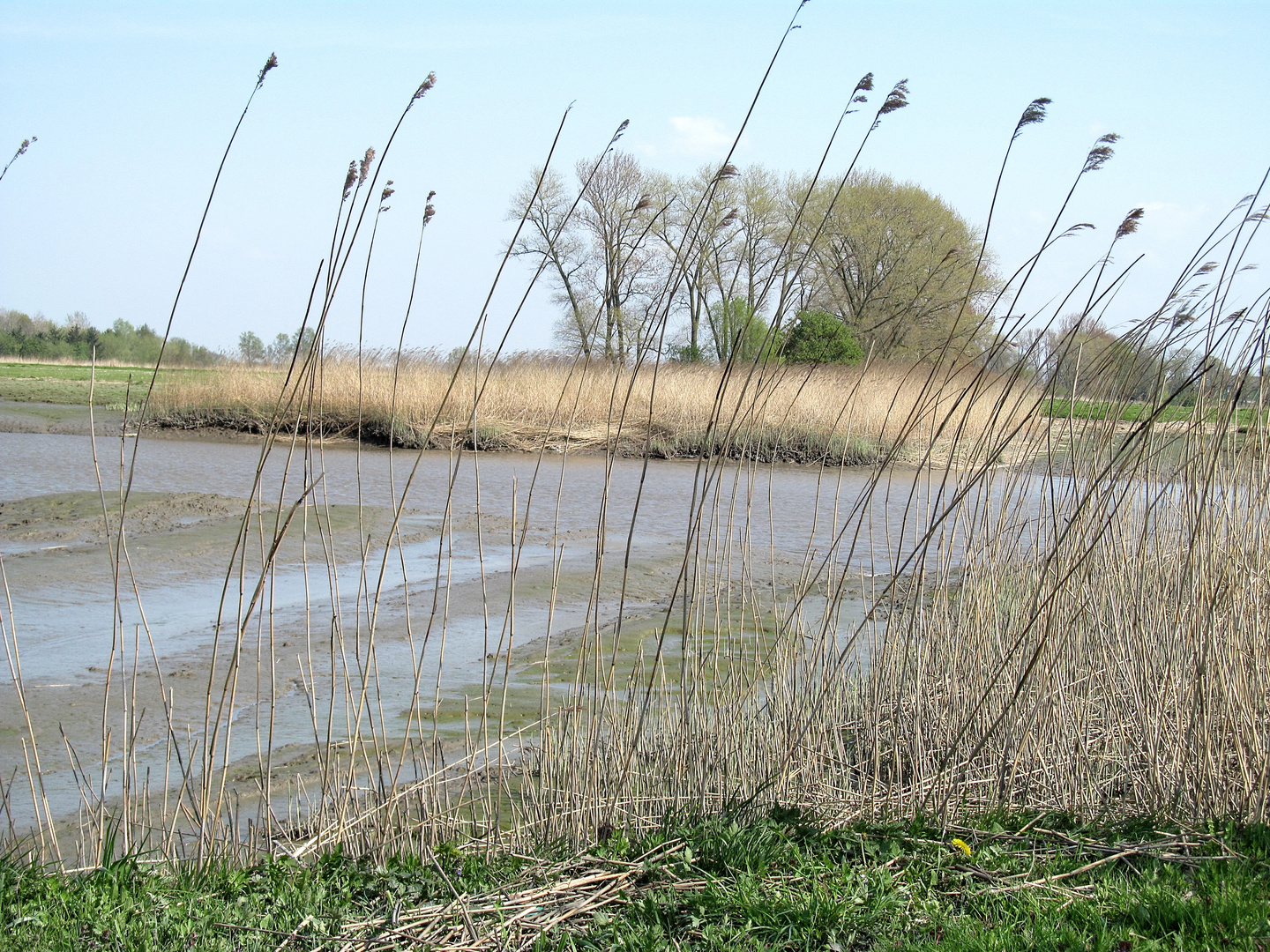 Süderelbe bei Ebbe