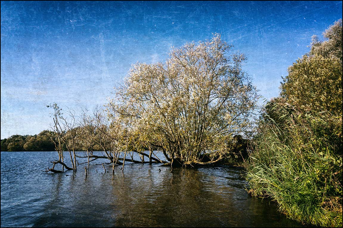 Süderelbe Herbst #1