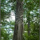 Südflorida "Corkscrew Swamp Sanctuary"