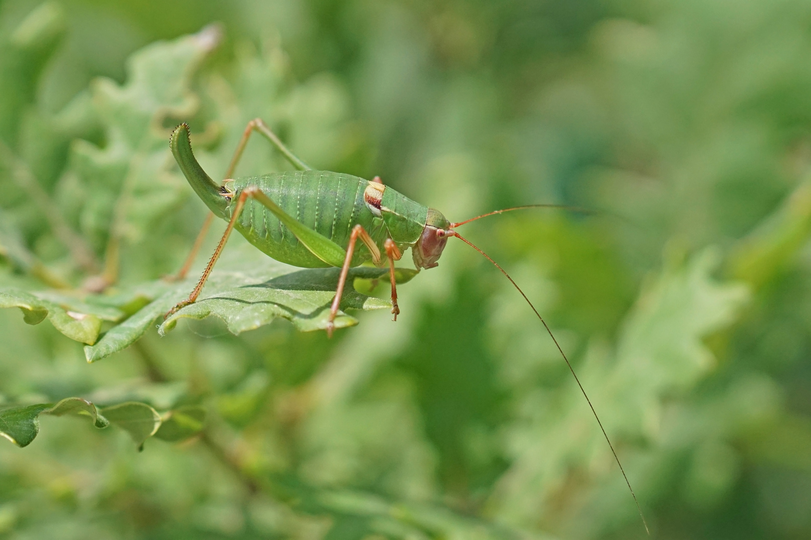 Südfranzösische Säbelschrecke (Barbistes fischeri), Weibchen