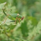 Südfranzösische Säbelschrecke (Barbistes fischeri), Weibchen