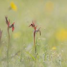 Südfranzösischer Zungenstendel (Serapias olbia)