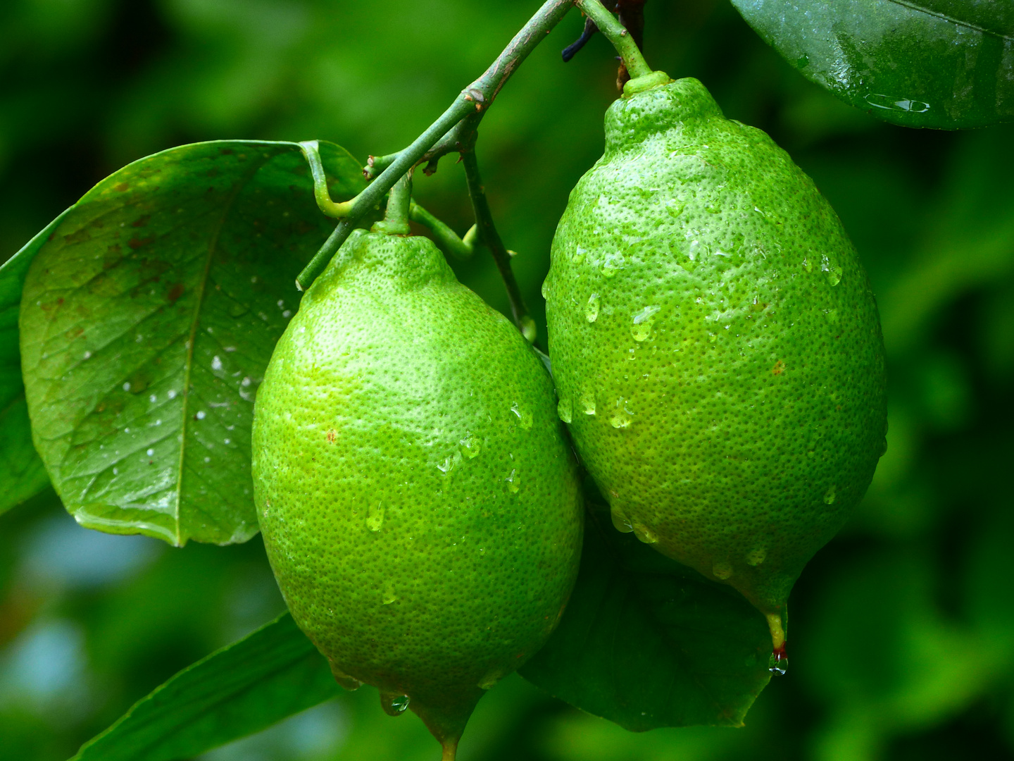 - Südfrüchte- Foto & Bild | pflanzen, pilze & flechten, früchte und ...