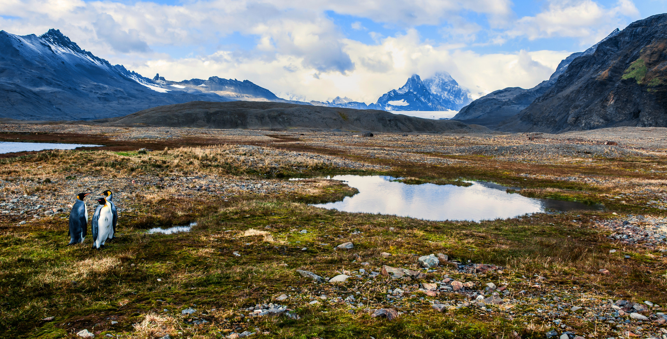 Südgeorgien, das Land der Königspinguine