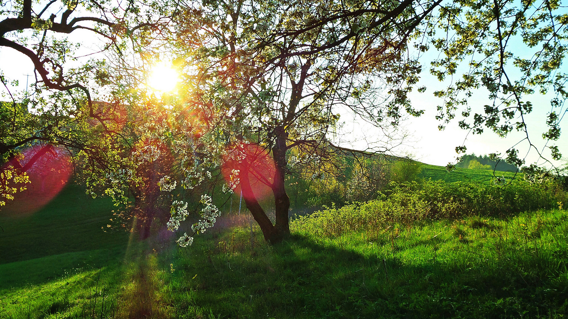 SÜDHANG - BAUMBLÜTE Kirschbaum in Abendsonne - Westteil 7.4.2014