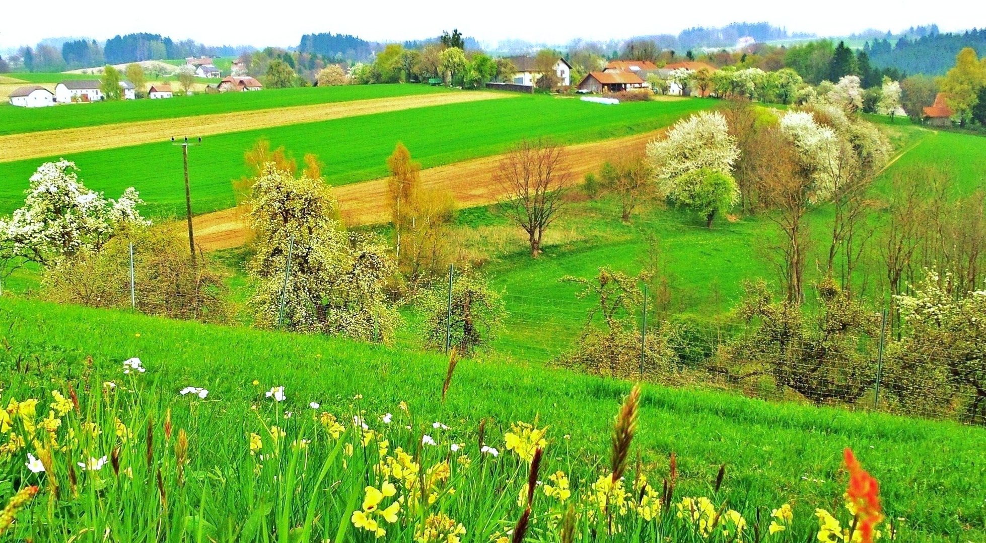 SÜDHANG - PANORAMA - BAUMBLÜTE-1