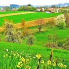 SÜDHANG - PANORAMA - BAUMBLÜTE-1