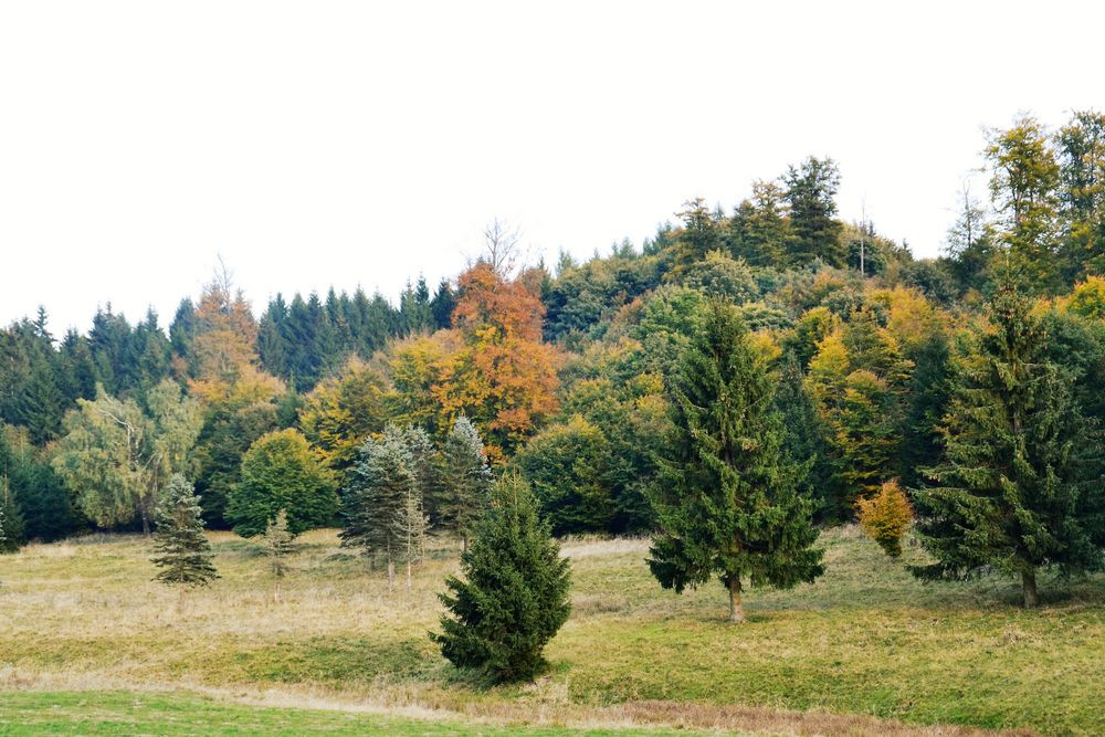 Südharzer Landschaft