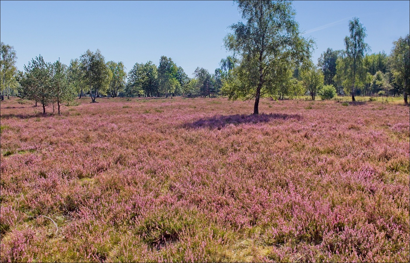 Südheide