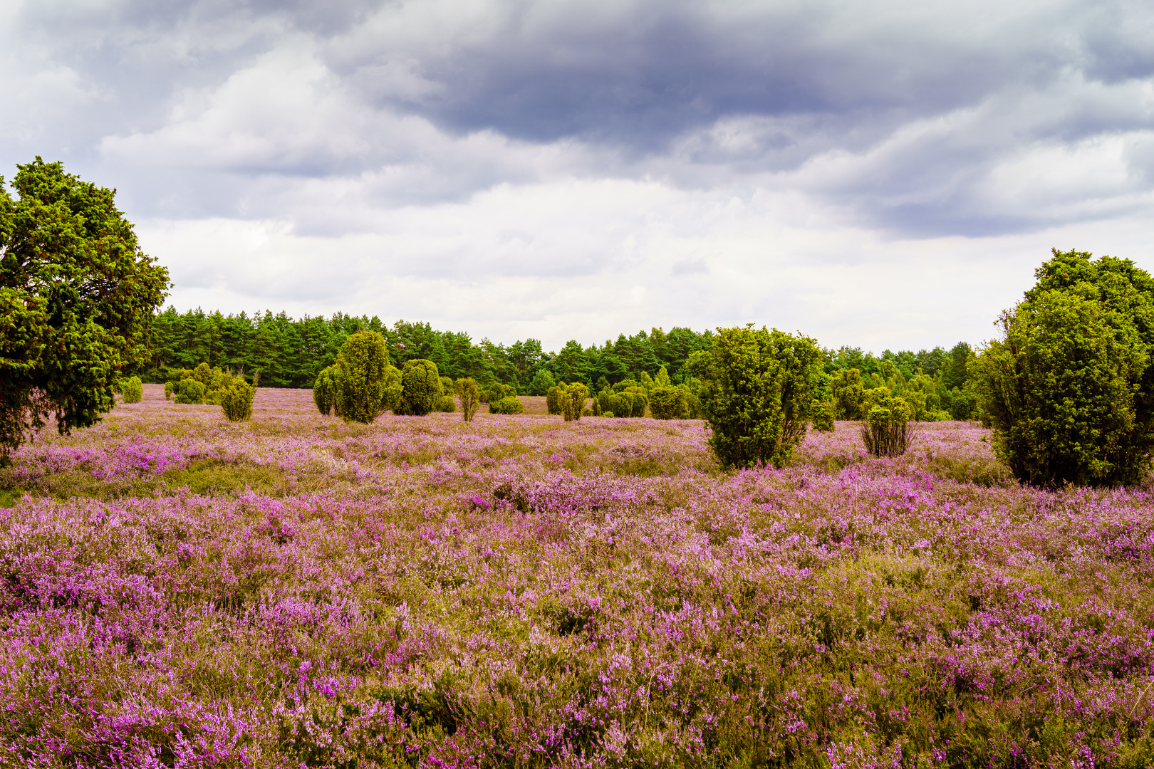 Südheide bei Hankensbüttel