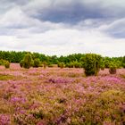 Südheide bei Hankensbüttel