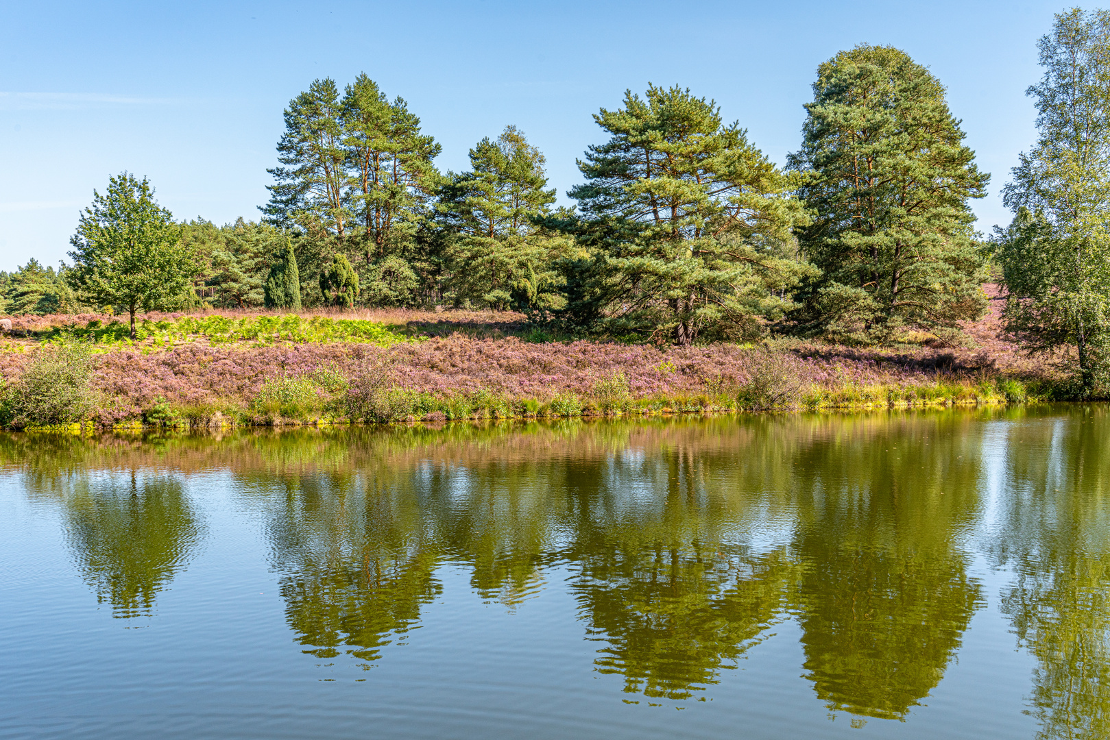 Südheide I