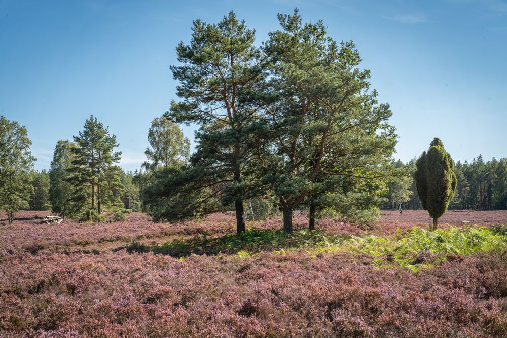 Südheide IX Foto & Bild natur, landschaft, kiefern Bilder auf