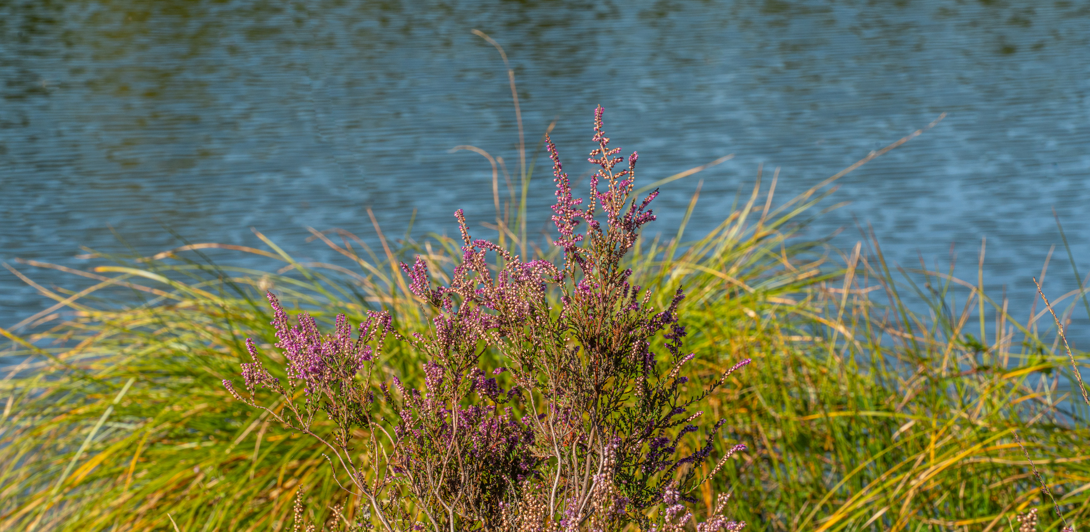 Südheide V