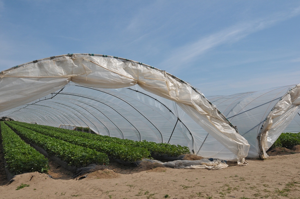 Südhessen: Erdbeeren – Anbau 01