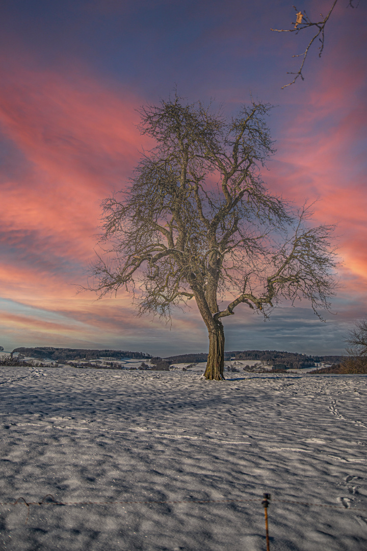 Südhessen Winterbaum