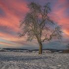 Südhessen Winterbaum