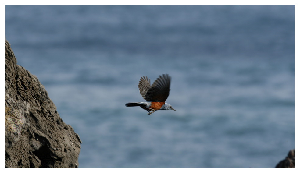 Südkorea: Männliche Blaumerle (Monticola solitarius)