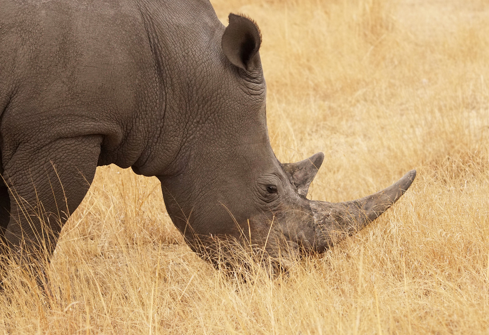 Südl. Breitmaulnashorn oder White rhinoceros