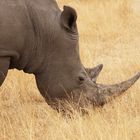 Südl. Breitmaulnashorn oder White rhinoceros