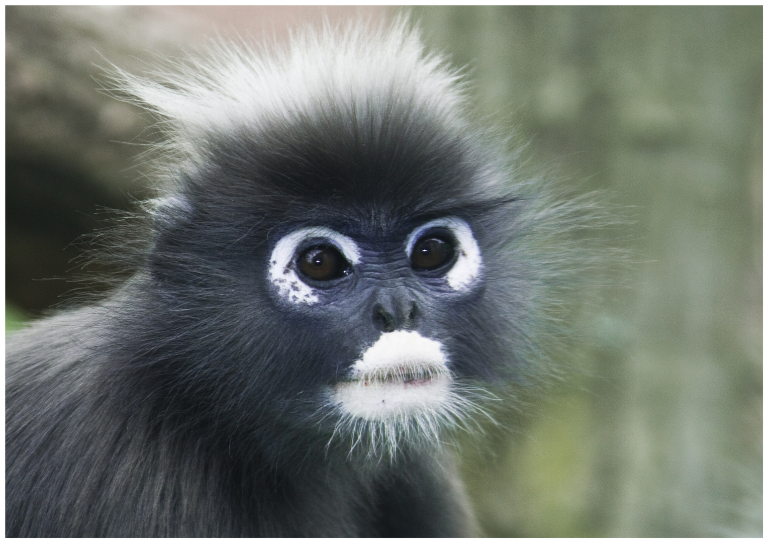 Südl. Brillenlangur