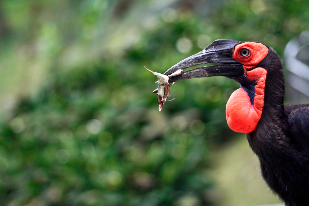 Südl. Hornrabe (Bucorvus leadbeateri)