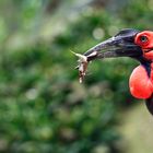 Südl. Hornrabe (Bucorvus leadbeateri)