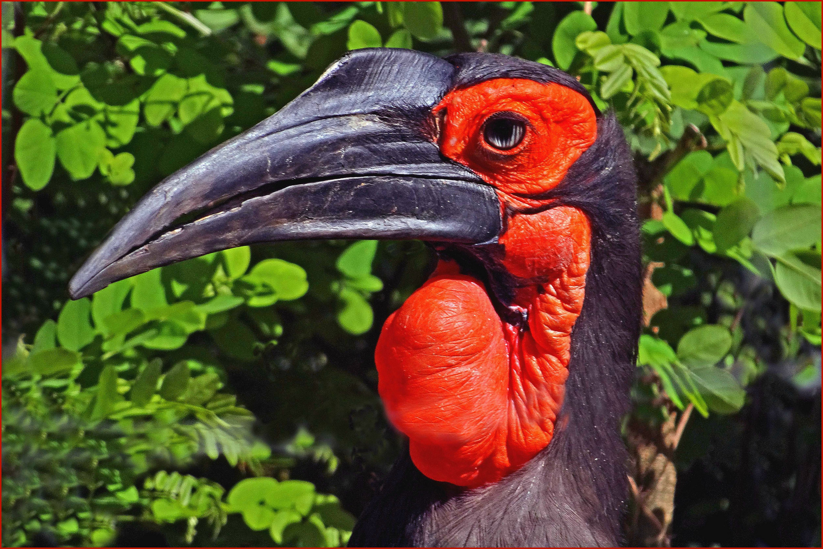 Südl. Hornrabe (Porträt) -ZOO NEUWIED)