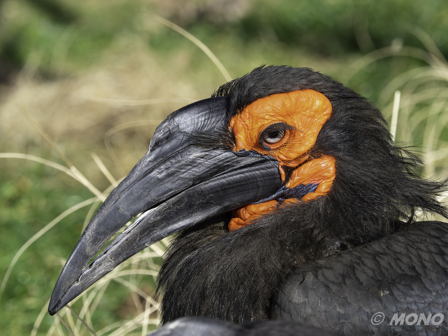 Südl. Hornvogel