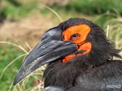 Südl. Hornvogel